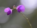 Wayanad Desmodium